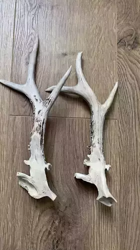 section of roe deer antlers