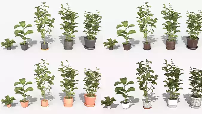 Collection of Ficus Lyrata - Plants Vol 07 Low-poly 3D model