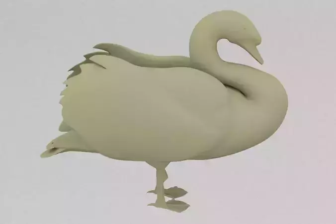 Swan bird