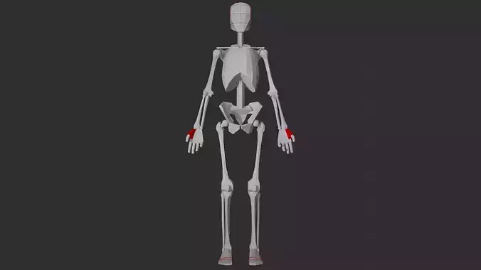 Female Skeleton For Artists 3D model