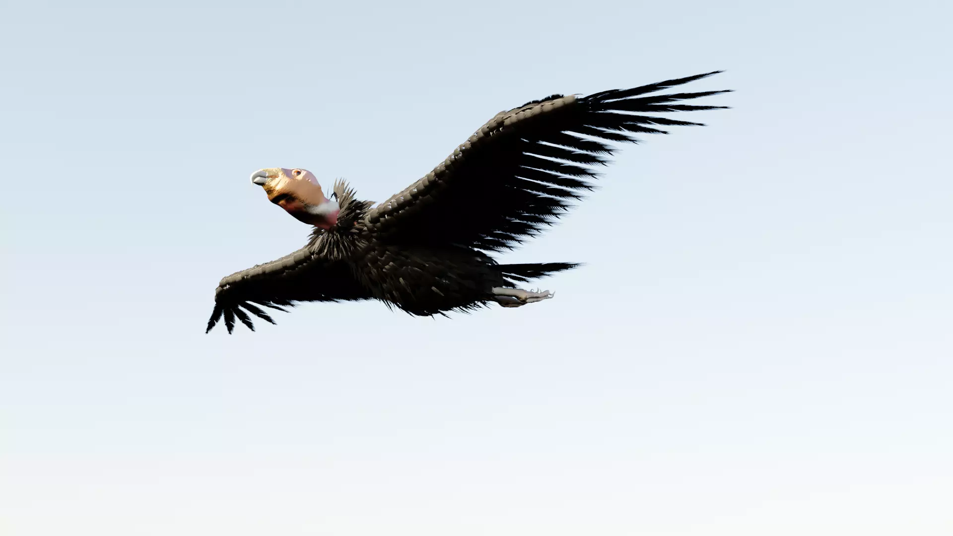 California condor Low-poly 3D model_0