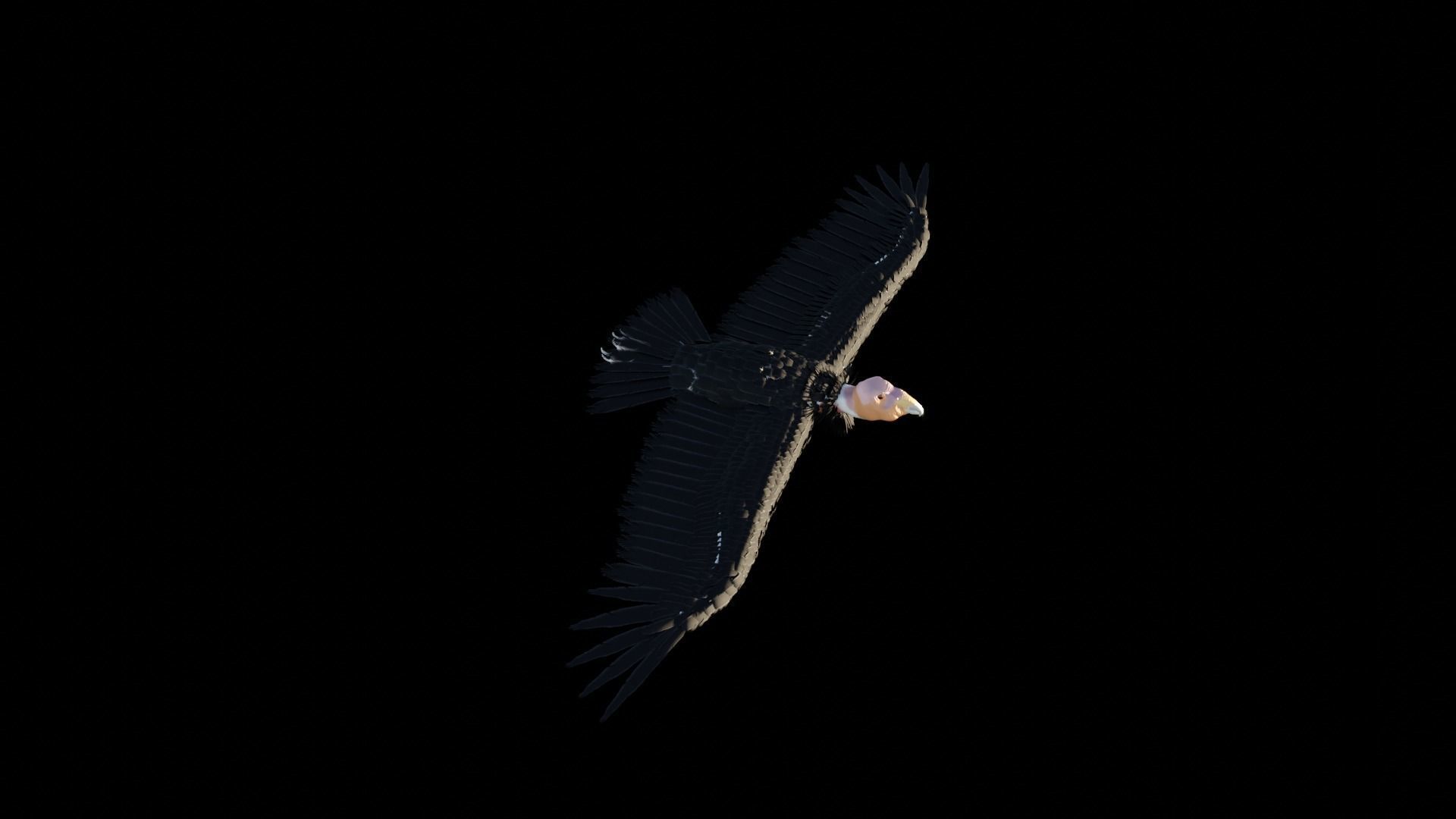 California condor Low-poly 3D model_3