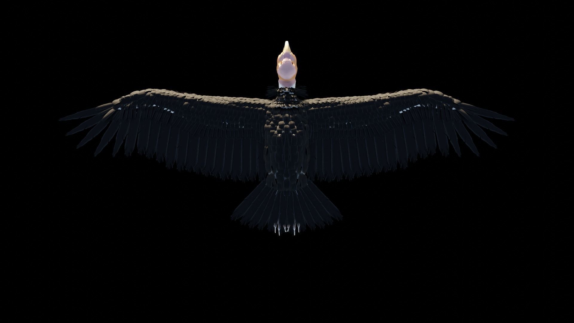 California condor Low-poly 3D model_5