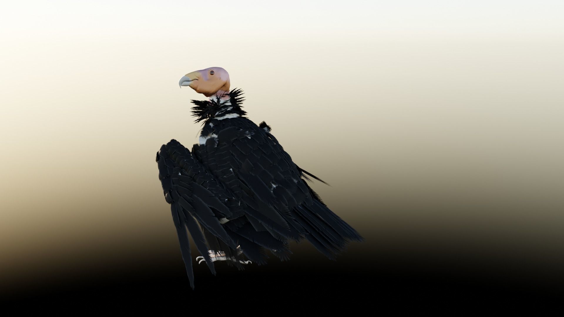 California condor Low-poly 3D model_4