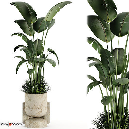 Indoor plant 03 3D model