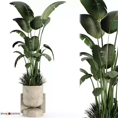  Indoor plant 03