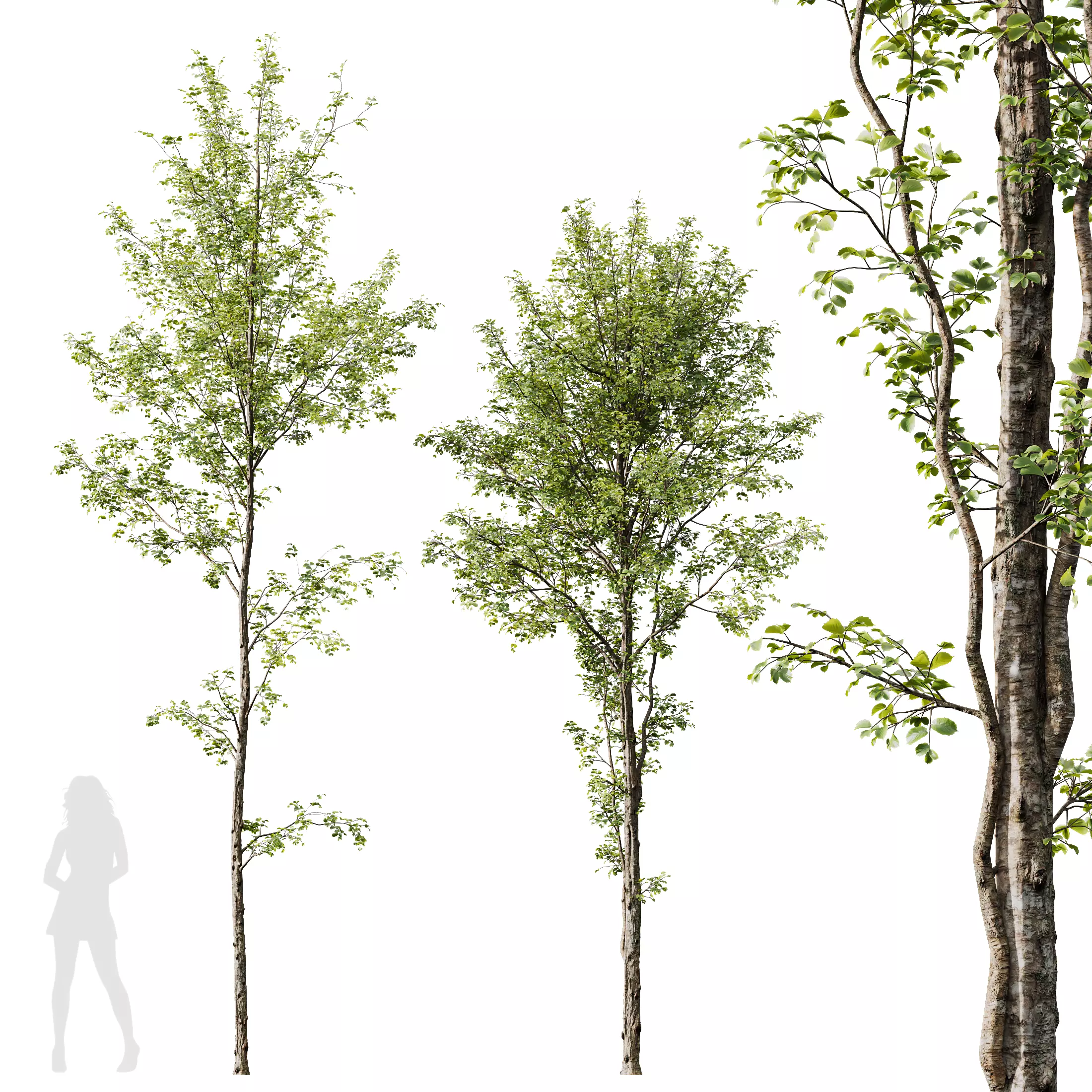 Plants Alnus Glutinosa02 3D model