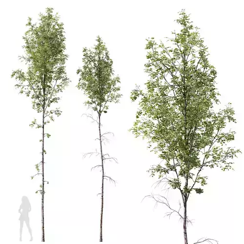 HQ Plants Betula Pendula 3D model