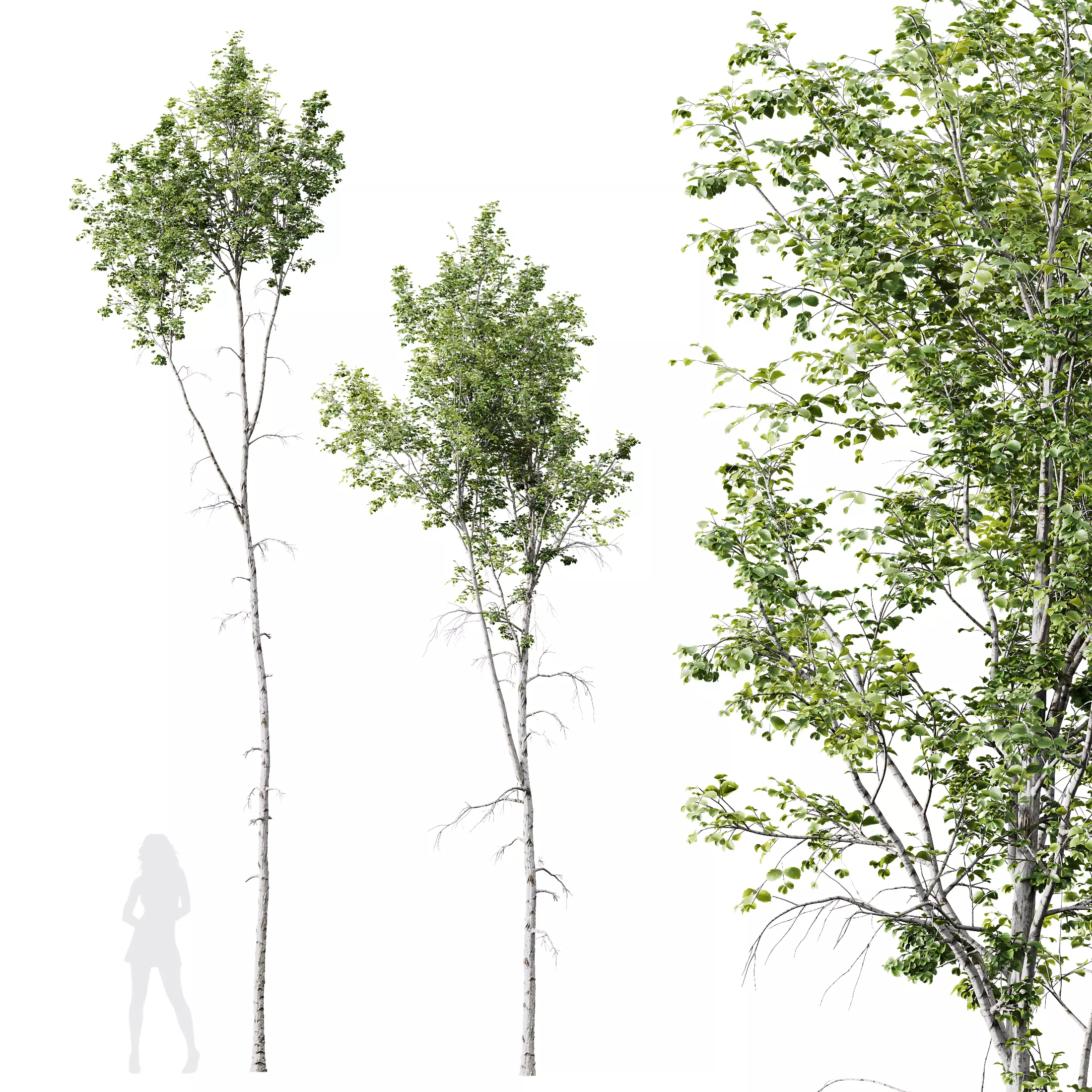 HQ Plants Betula Pendula02 3D model