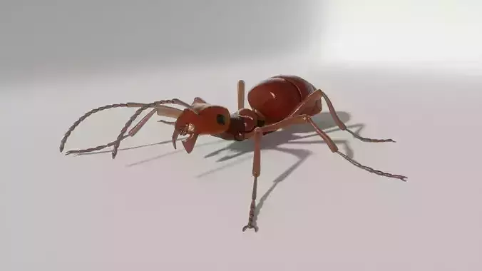 Ant Rigged 3D model