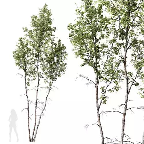 HQ Plants Betula Pendula03 3D model