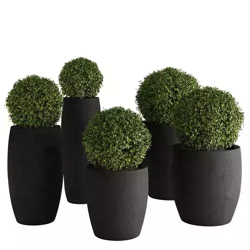 Aglaia odorata plant 01