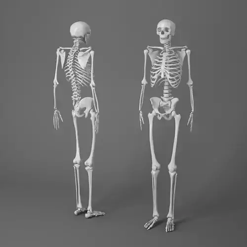 Human Skeleton Caucasian 3D model
