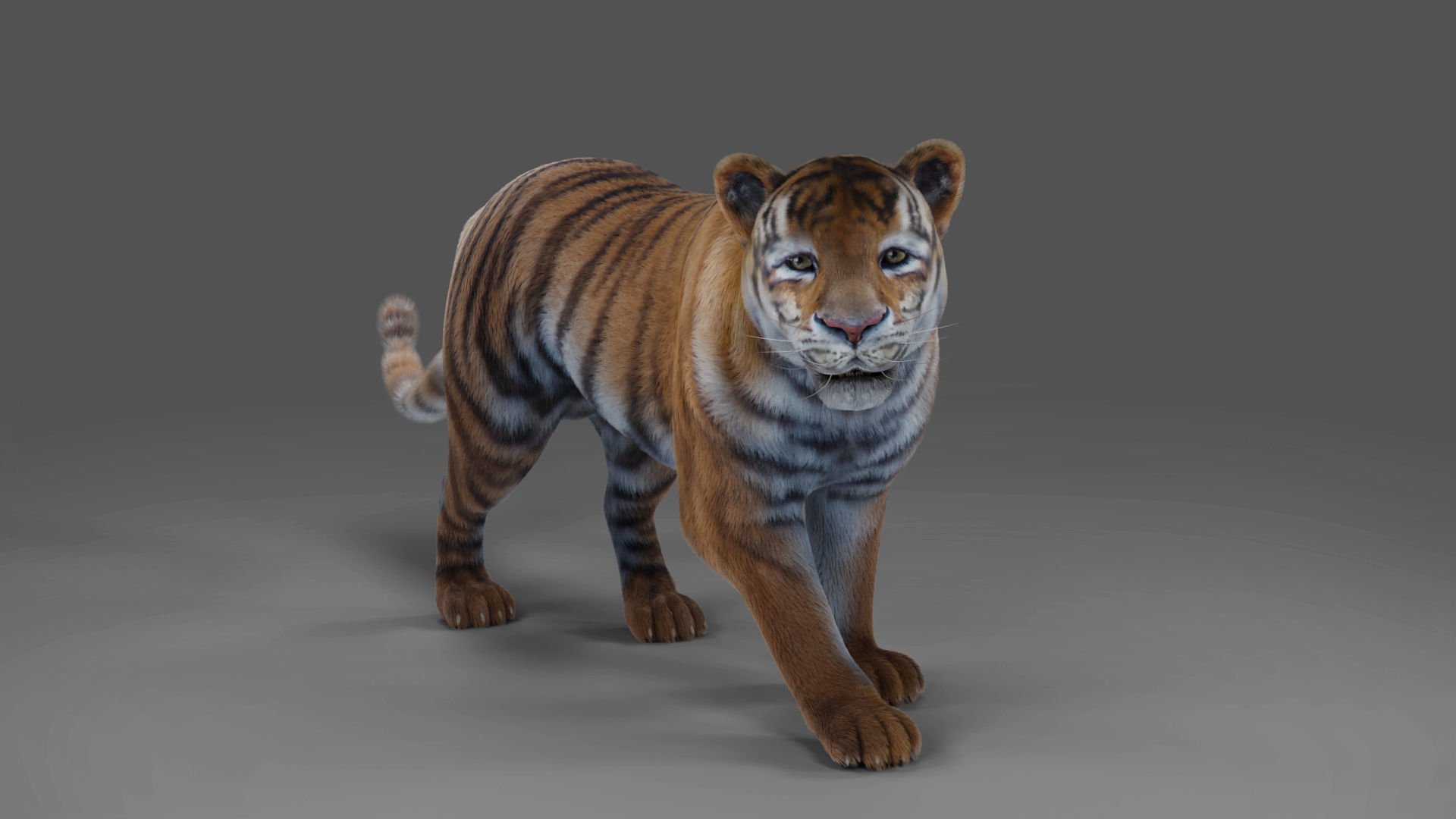 Fur Tiger Rigged and Animation in Blender Unity Low-poly 3D model_5