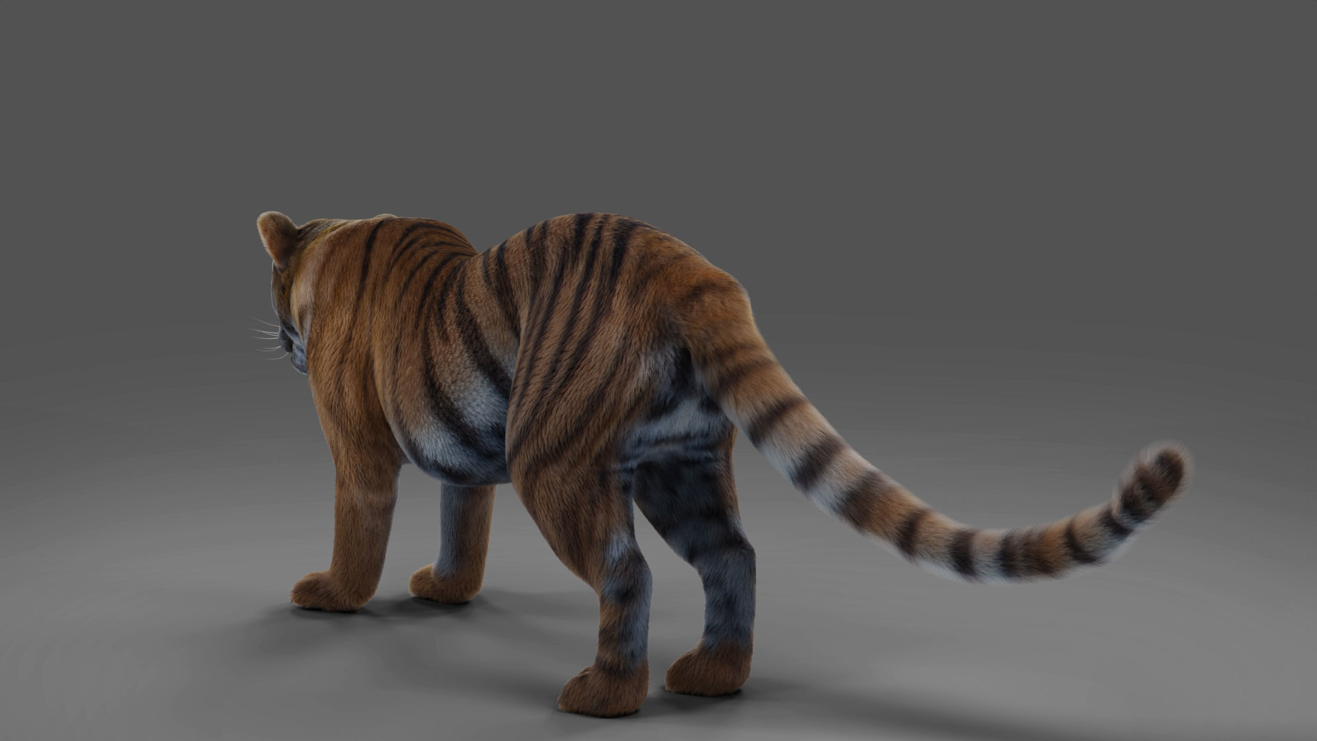 Fur Tiger Rigged and Animation in Blender Unity Low-poly 3D model_7