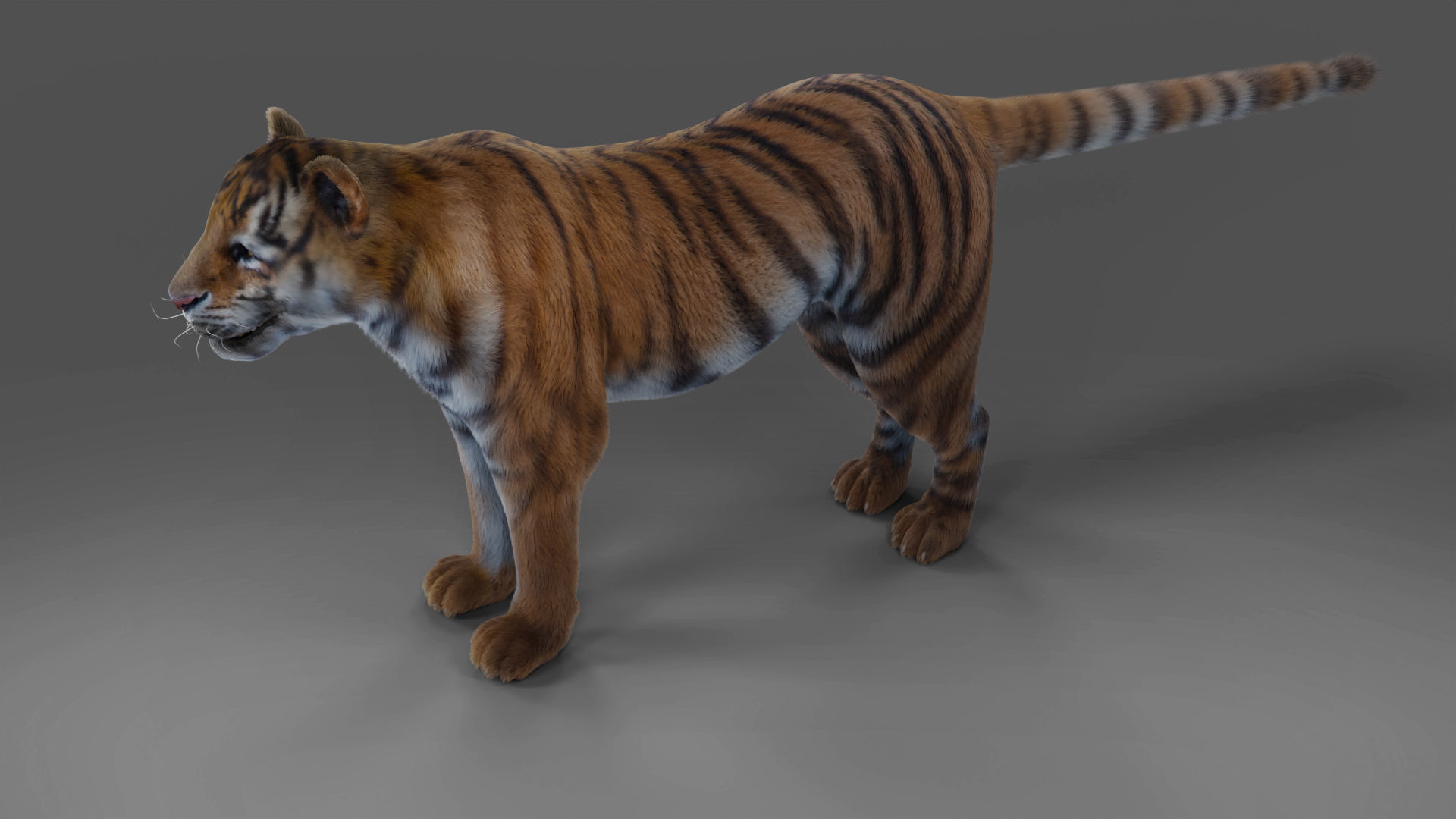 Fur Tiger Rigged and Animation in Blender Unity Low-poly 3D model_11