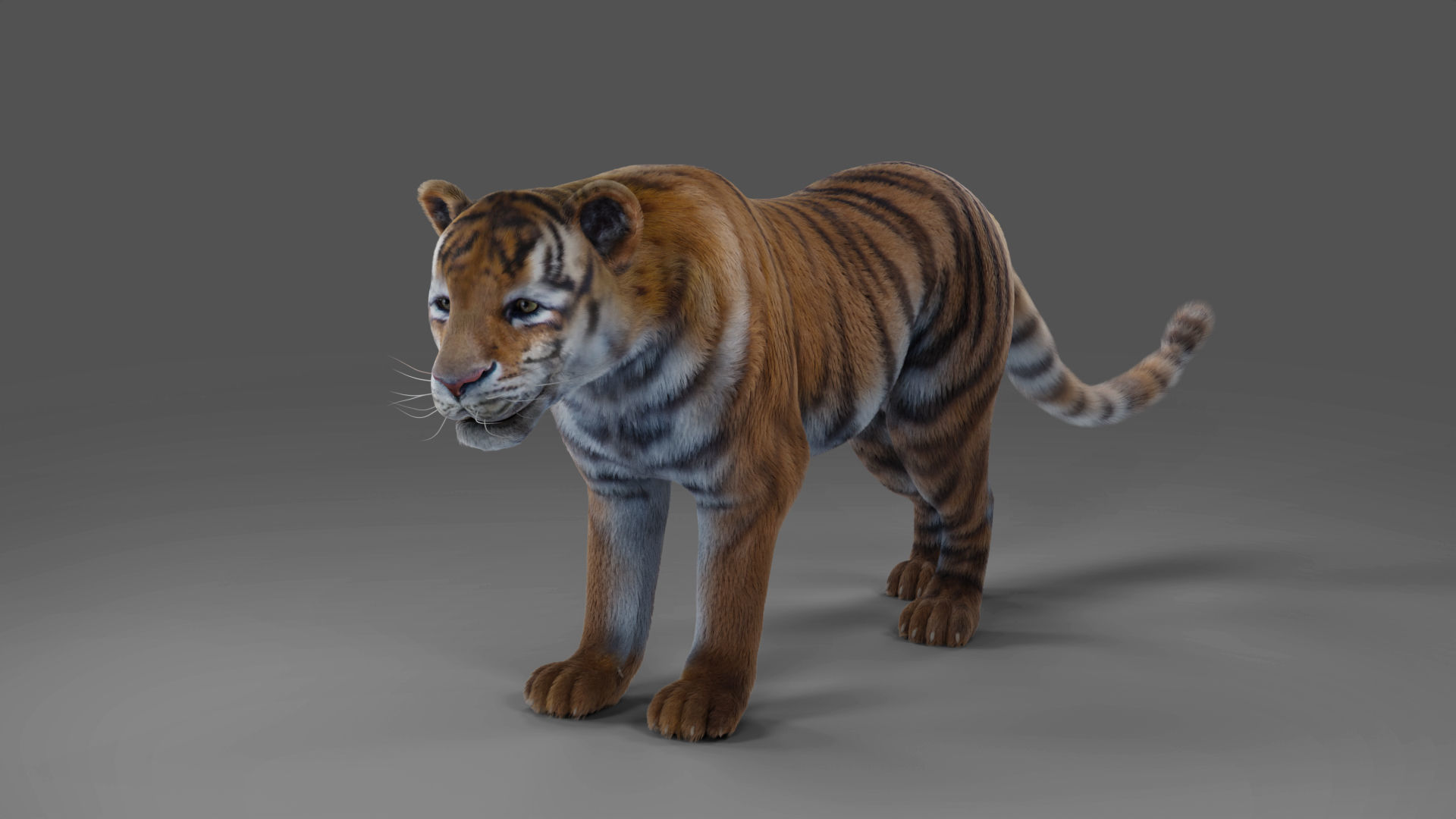 Fur Tiger Rigged and Animation in Blender Unity Low-poly 3D model_8