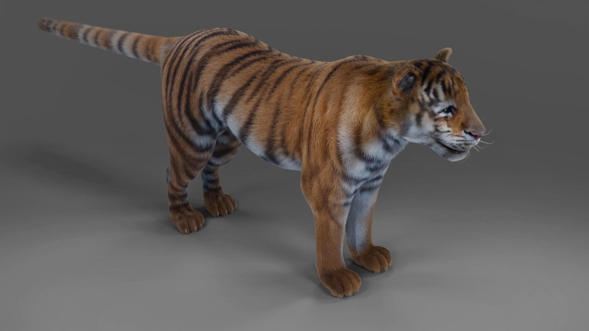 Fur Tiger Rigged and Animation in Blender Unity Low-poly 3D model_10