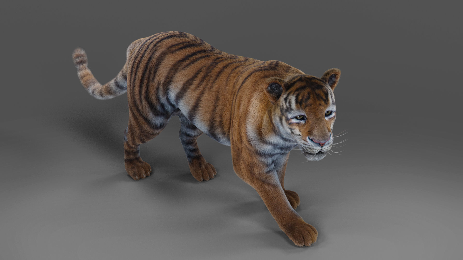 Fur Tiger Rigged and Animation in Blender Unity Low-poly 3D model_9