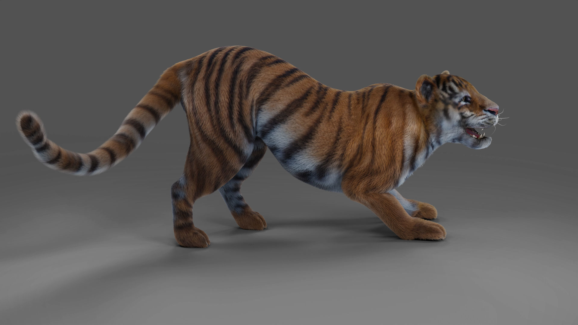 Fur Tiger Rigged and Animation in Blender Unity Low-poly 3D model_6