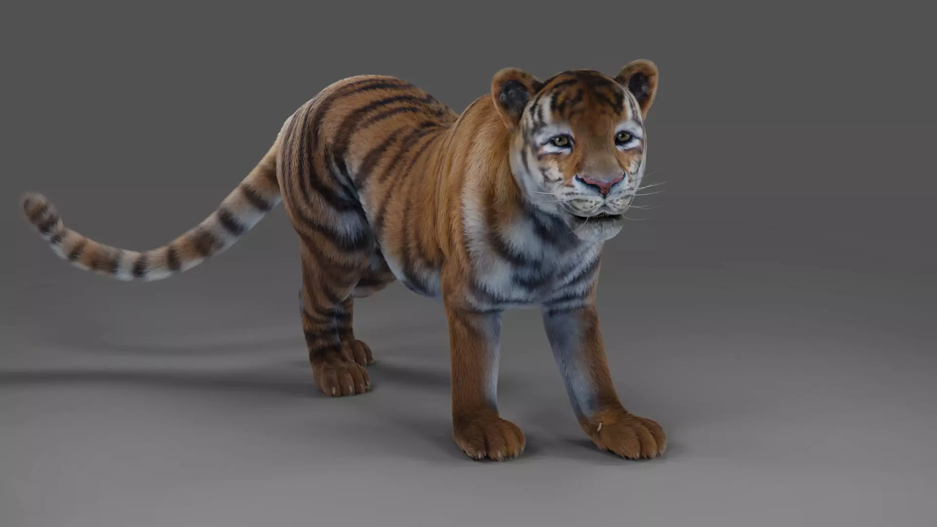 Fur Tiger Rigged and Animation in Blender Unity Low-poly 3D model_0