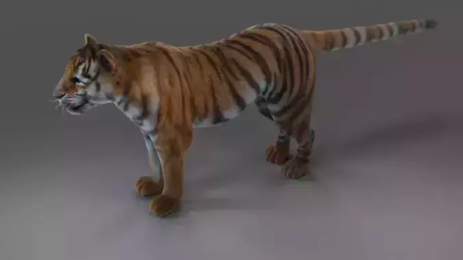 Fur Tiger NO Rigged in Blender