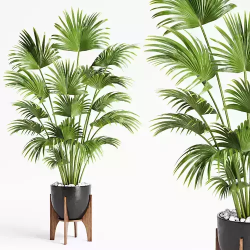 Indoor Plants 21-Chinese fan palm