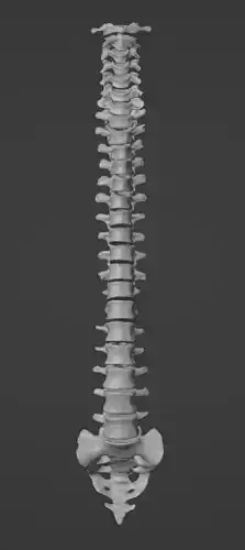 3D Model of Vertebral Column