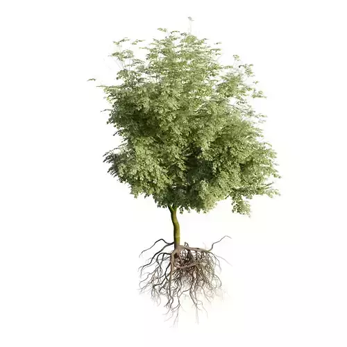Tree with roots and leaves 3D model 3D model