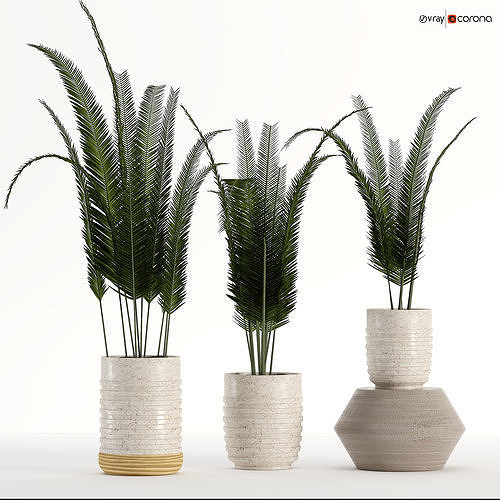 Indoor plant 04 3D model