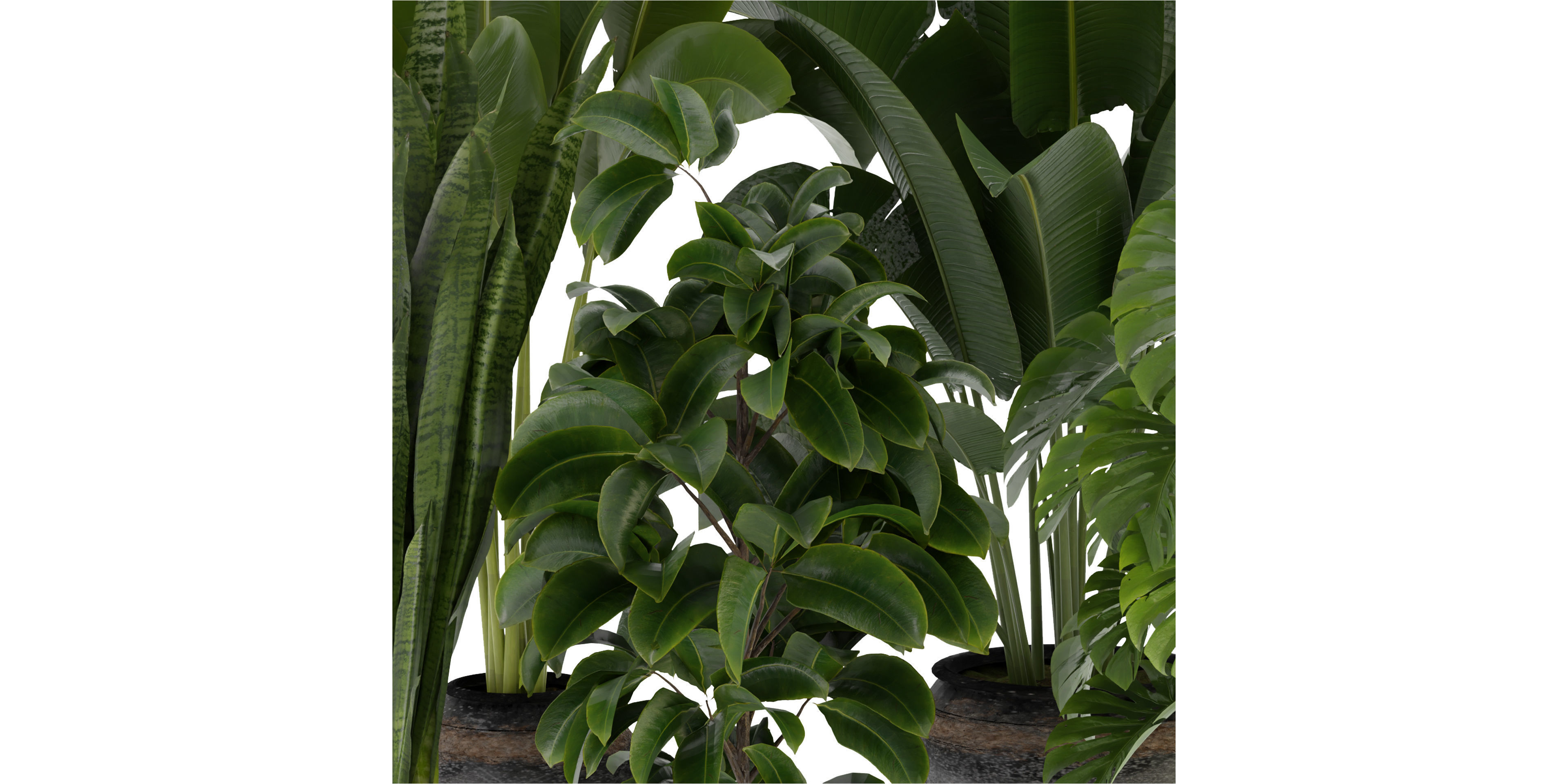 Collection plant vol 345  - blender model  3D model_2