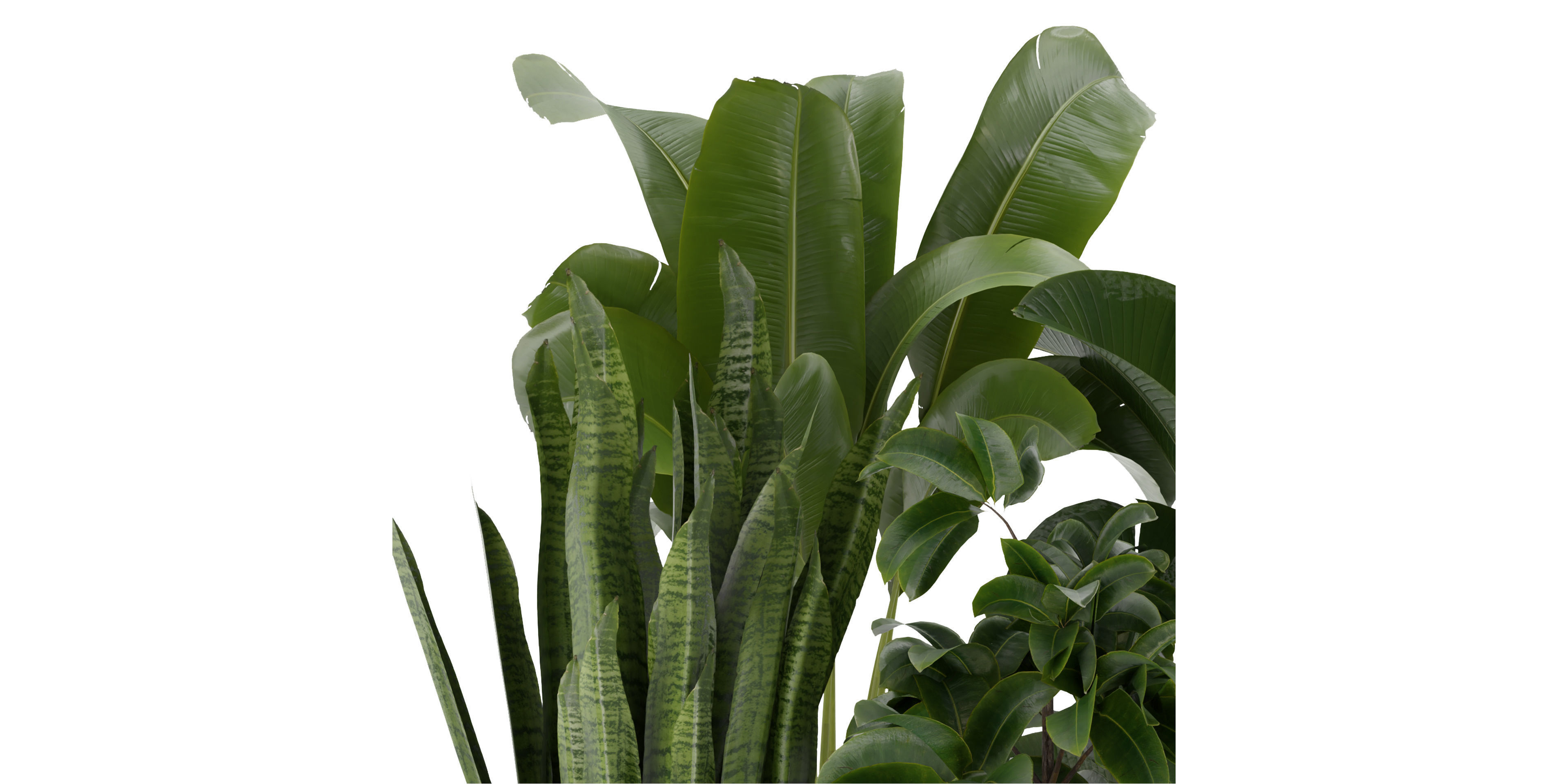 Collection plant vol 345  - blender model  3D model_3