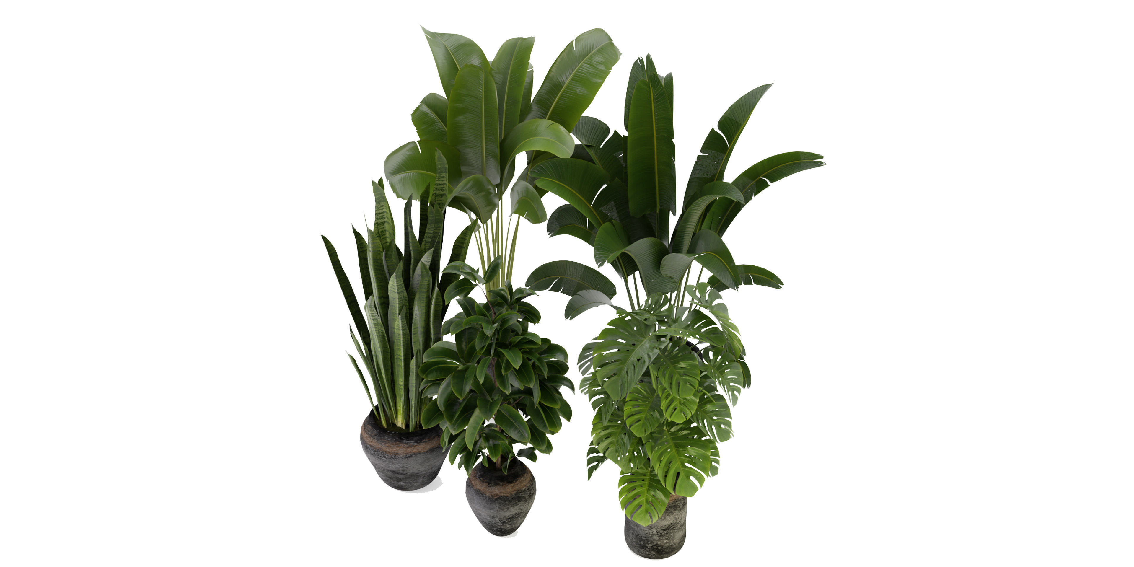 Collection plant vol 345  - blender model  3D model_4