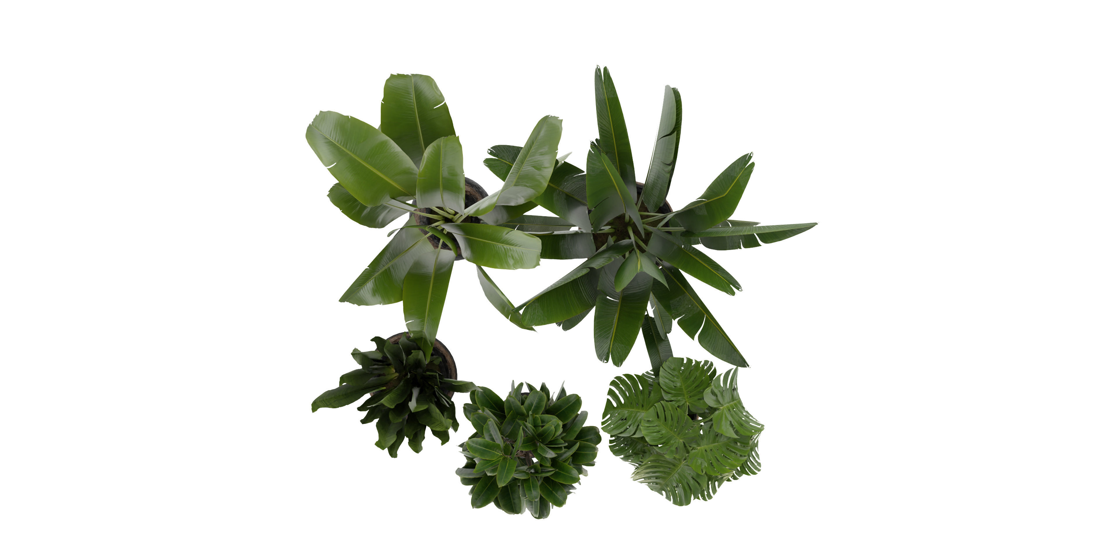 Collection plant vol 345  - blender model  3D model_5