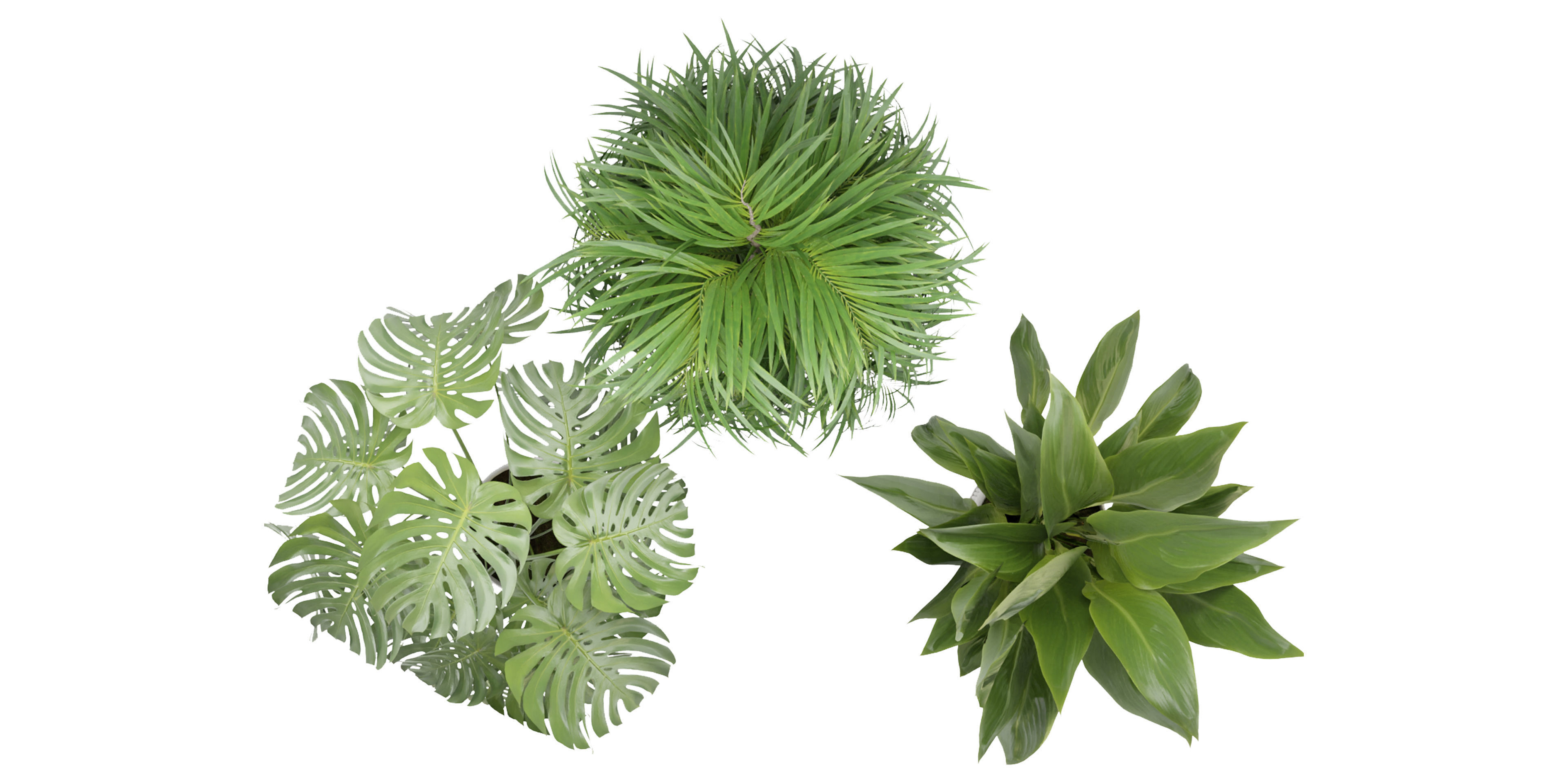 Collection plant vol 348  - blender model  3D model_5