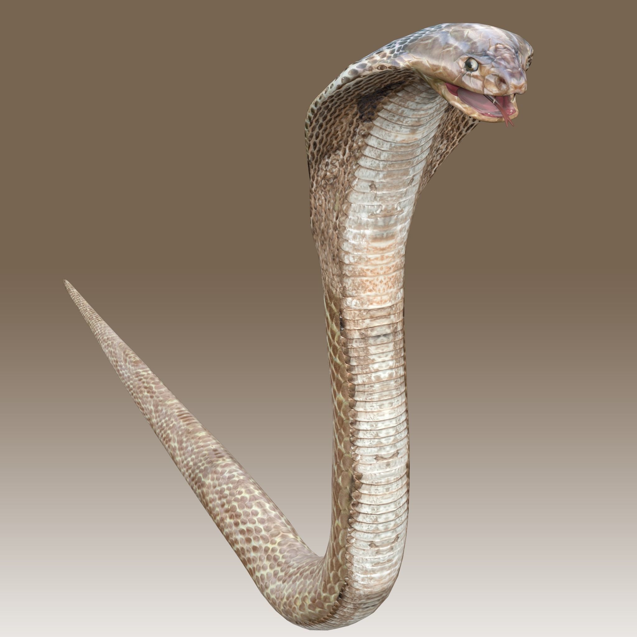 King Cobra Low-poly 3D model_2