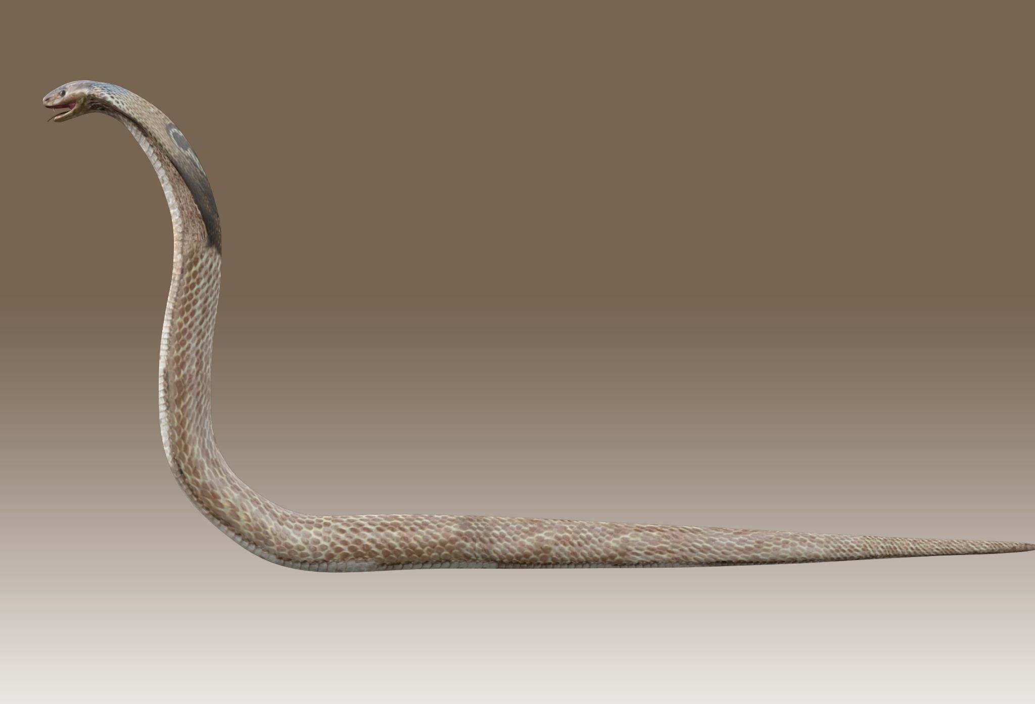 King Cobra Low-poly 3D model_6