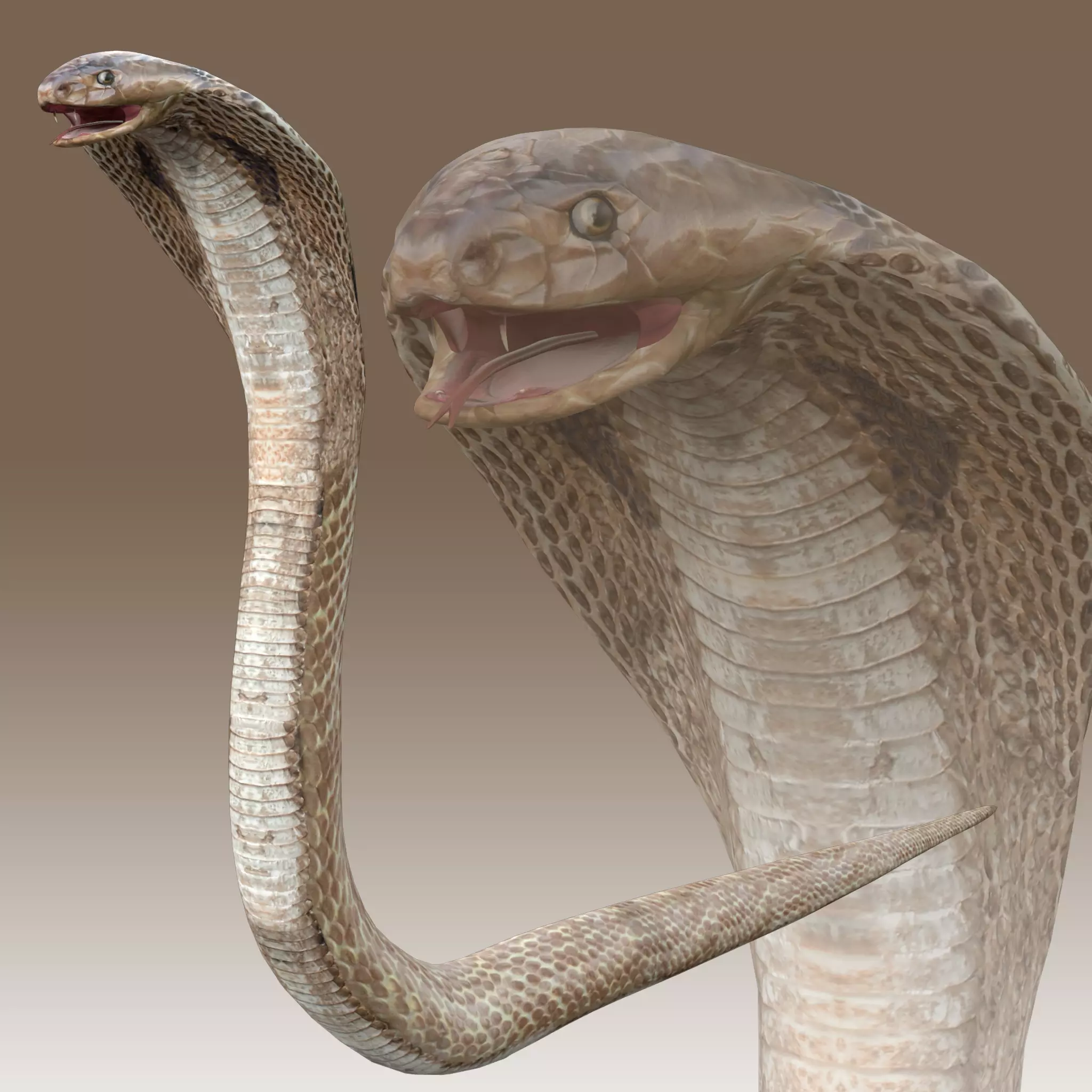 King Cobra Low-poly 3D model_0