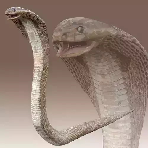 King Cobra Low-poly 3D model