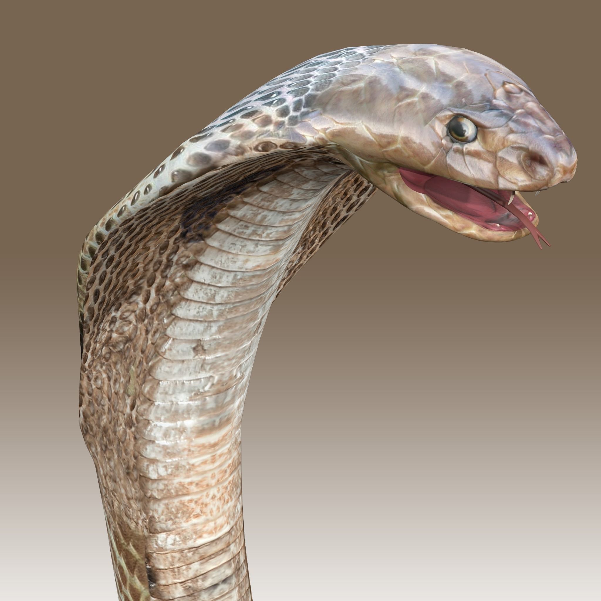 King Cobra Low-poly 3D model_3