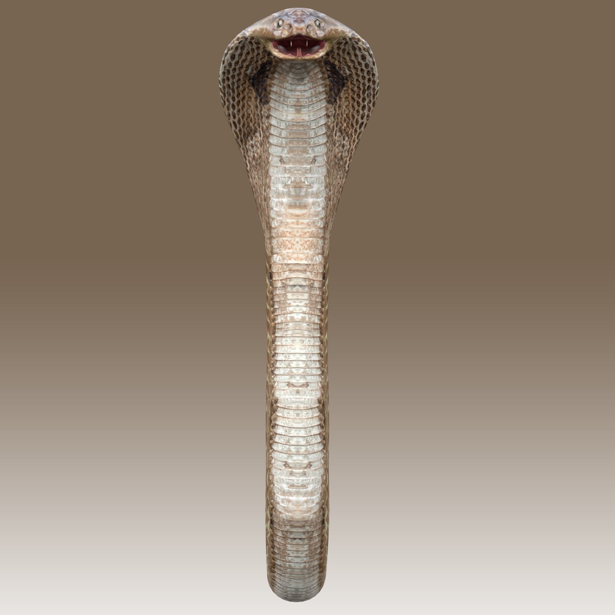 King Cobra Low-poly 3D model_8
