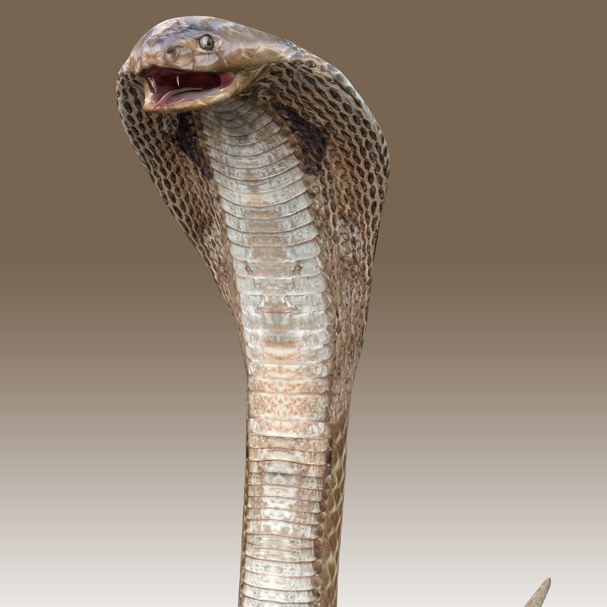 King Cobra Low-poly 3D model_4