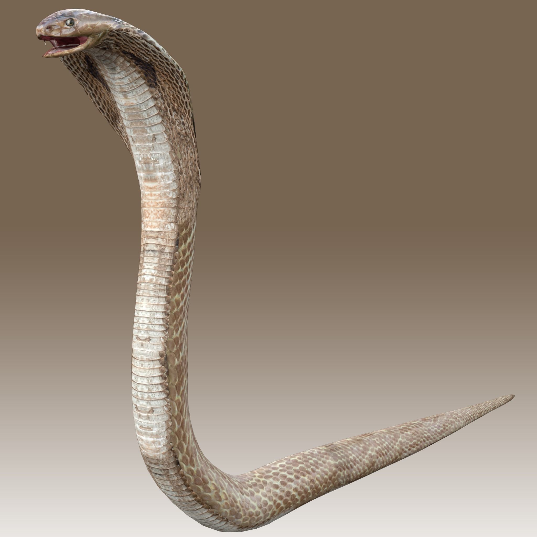 King Cobra Low-poly 3D model_1
