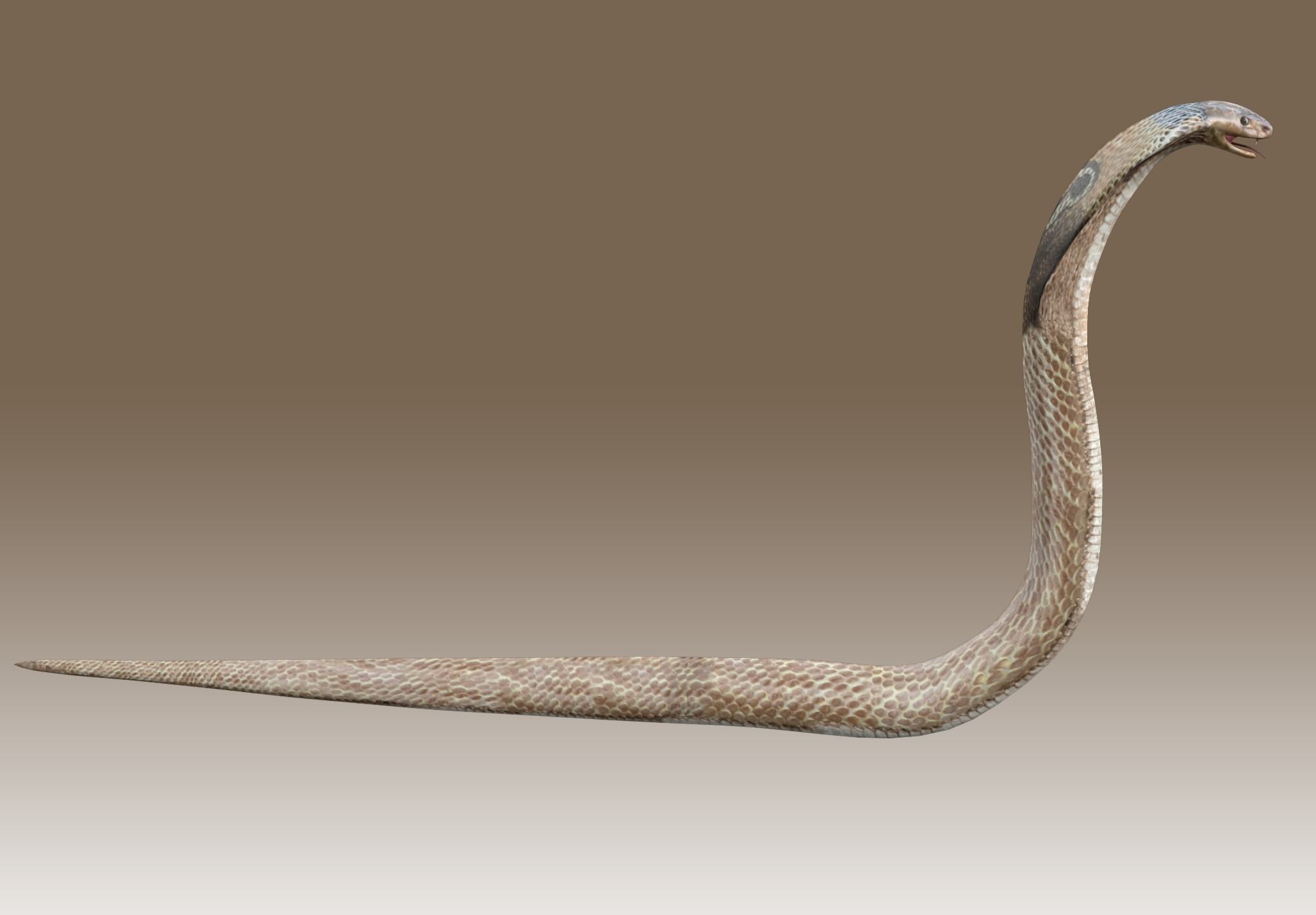 King Cobra Low-poly 3D model_7
