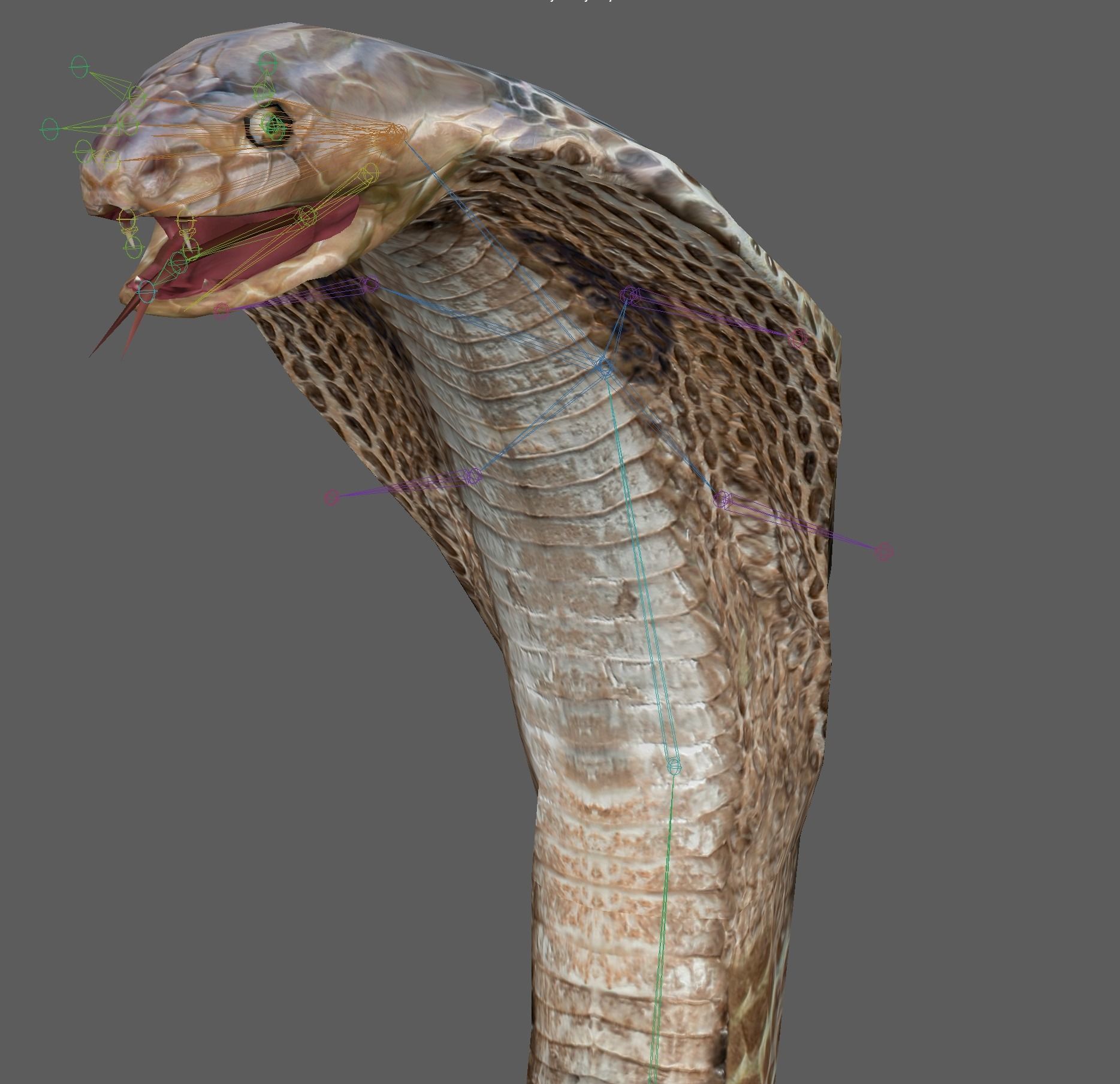 King Cobra Low-poly 3D model_17