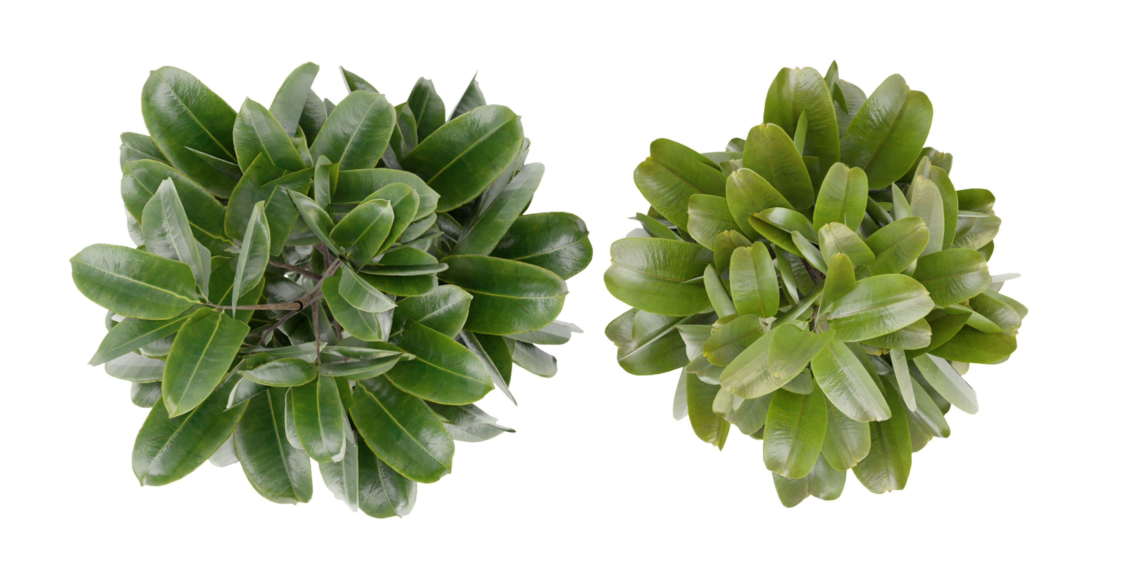 Collection plant vol 349 - blender model  3D model_5