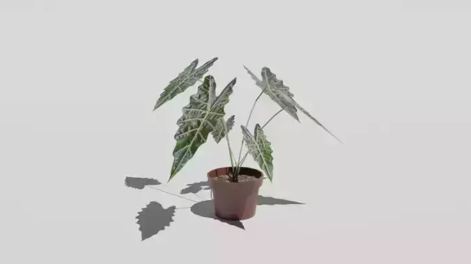 Potted indoor plant