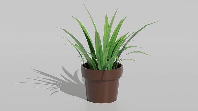 lemon grass potted Free 3D model