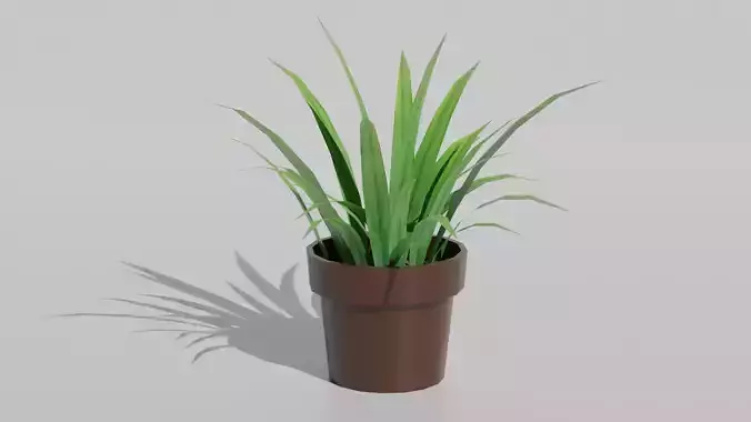 lemon grass potted