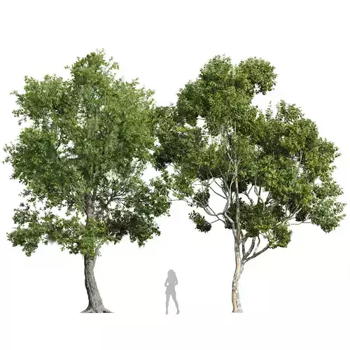 Angel Oak and Sydney blue gum